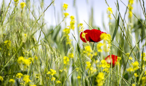 Close-up of red poppy blooming in field