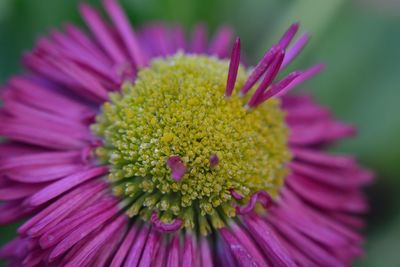 Close-up of pink flower