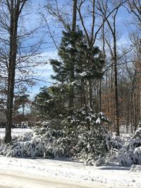 Bare trees in forest during winter