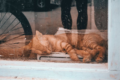 Cat sleeping at home seen through window