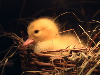 Close-up of young birds in basket