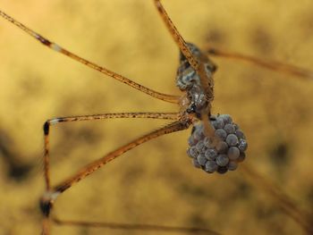 macro photography