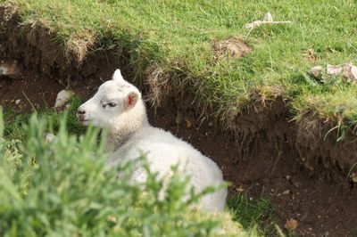 Sheep in a field