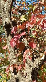 Plants growing on tree trunk