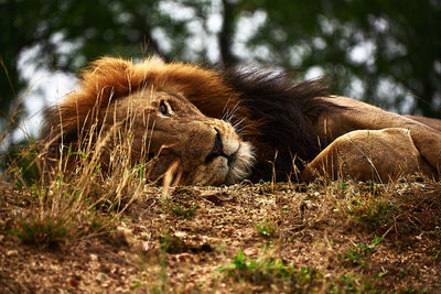 Close-up of lion lying on grass