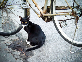 Cat sitting in a bicycle