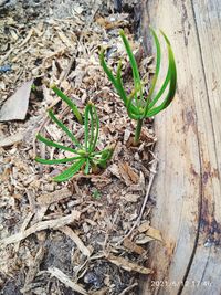 High angle view of plant growing on field