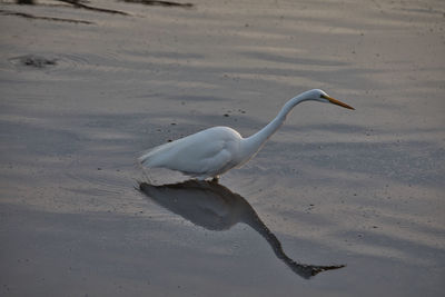 High angle view of bird on beach