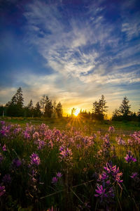 Purple flowering plants on field against sky during sunset