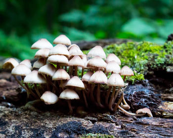 Close-up of mushrooms in forest