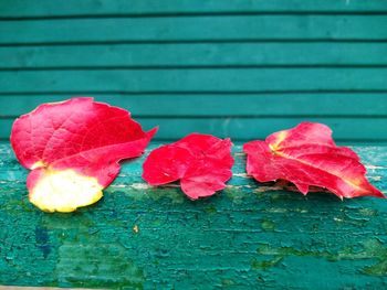 Close-up of red leaves on wood against wall