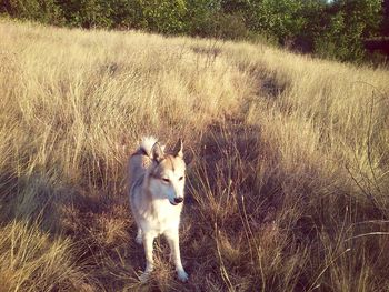 Portrait of a dog standing on field