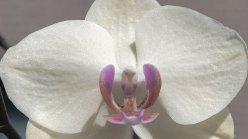Macro shot of white orchid