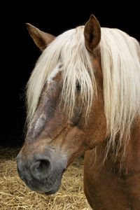 Close-up of a horse