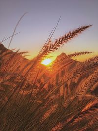 Scenic view of field against sky during sunset