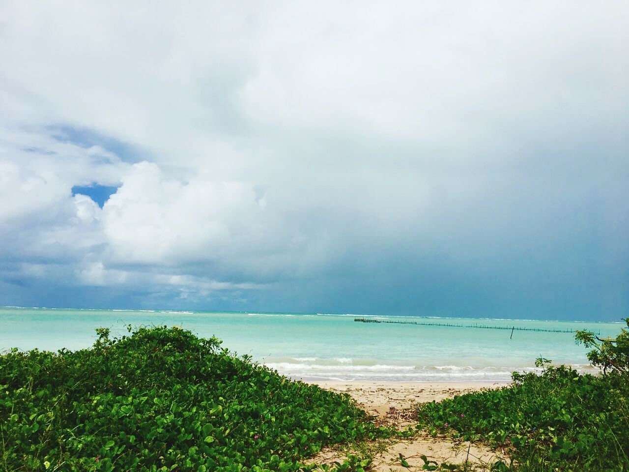 PPinto Pará-Brasil