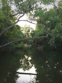 Reflection of trees in water