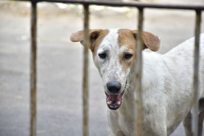 Portrait of dog standing outdoors