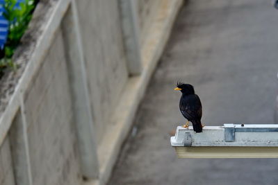 Close-up of bird perching on railing