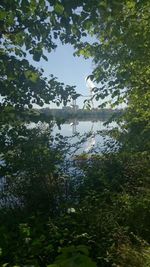 Plants growing on tree