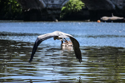 Bird flying over lake