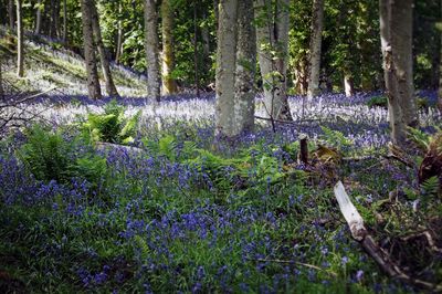 Trees growing in forest