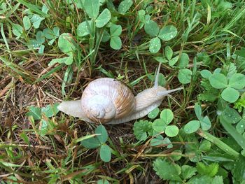 Close-up of snail on plant