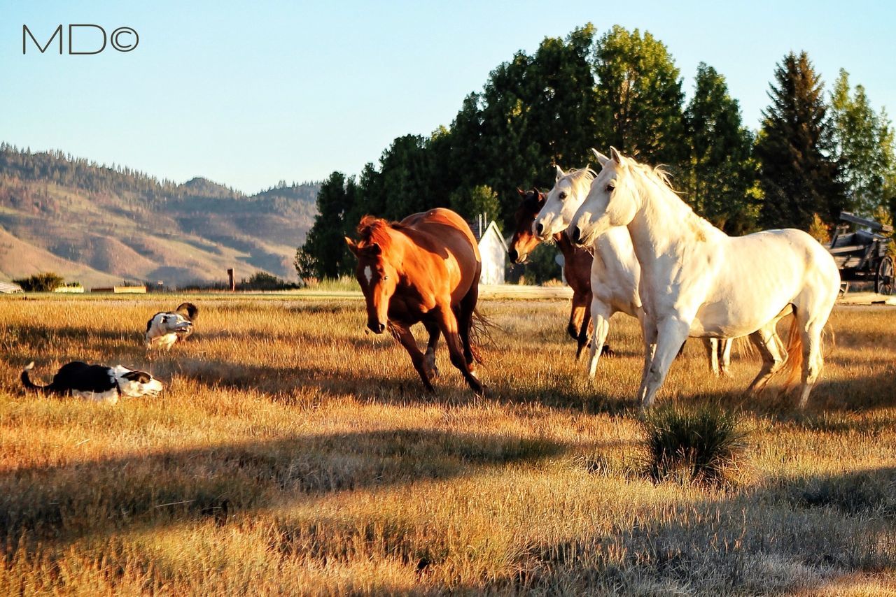 animal themes, domestic animals, livestock, horse, mammal, field, landscape, grazing, herbivorous, cow, grass, tree, nature, working animal, pasture, clear sky, standing, rural scene, medium group of animals