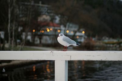 Close-up of seagull perching on water