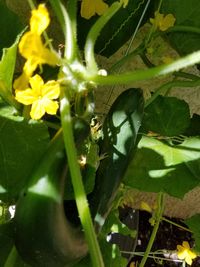 Close-up of plant