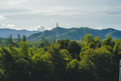 Plants and trees in forest against sky