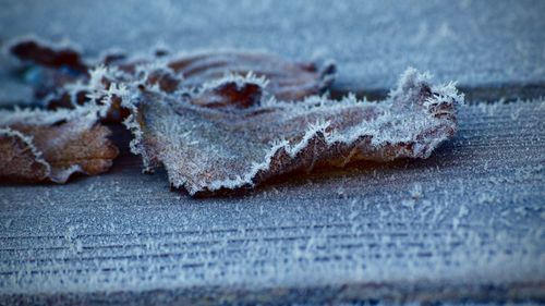 Close-up of ice in snow