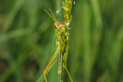  grasshopper and rice grasshopper the rice stalks green background