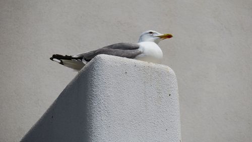 Low angle view of seagull perching on retaining wall