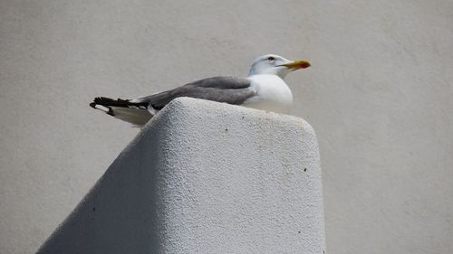 Low angle view of bird perching on retaining wall