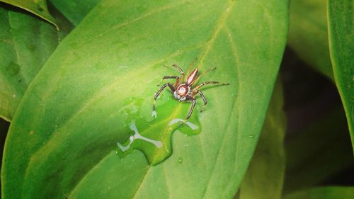 Close-up of insect on leaf