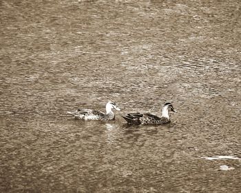 View of swans swimming in lake