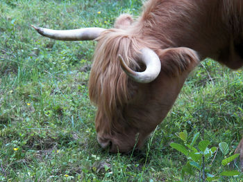 Horse in a field