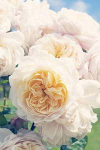 Close up beautiful english rose flower blooming in summer