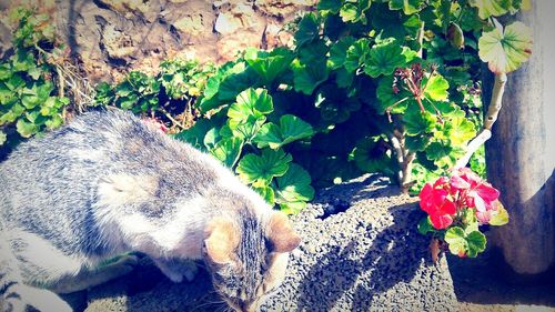 High angle view of cat amidst plants