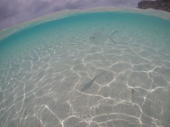 View of fish swimming in sea