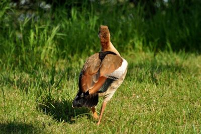 Bird perching on a field