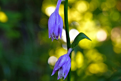 Close-up of purple iris flower