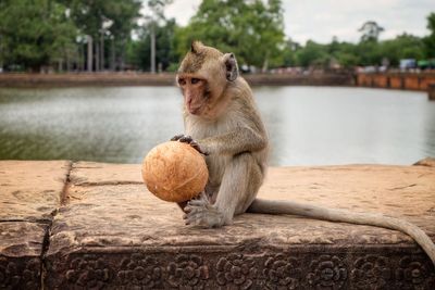 Monkey sitting on tree by lake against sky