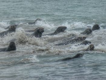 View of turtle in sea