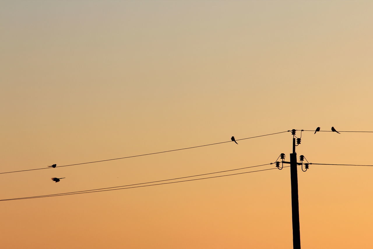 bird, animals in the wild, sunset, animal themes, cable, low angle view, animal wildlife, connection, silhouette, copy space, perching, power line, power supply, nature, wildlife, electricity, no people, technology, clear sky, outdoors, flock of birds, large group of animals, electricity pylon, beauty in nature, telephone line, sky, day