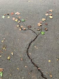 High angle view of dry leaves on road