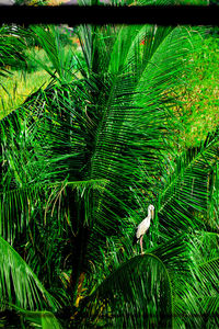 View of bird on palm tree