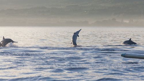 Dolphins jumping in sea against mountain