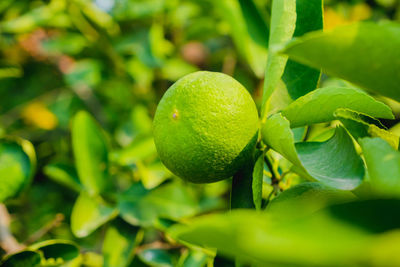 Close-up of fruits on tree